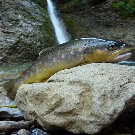 瓦尔斯格罗斯胡斯酒店