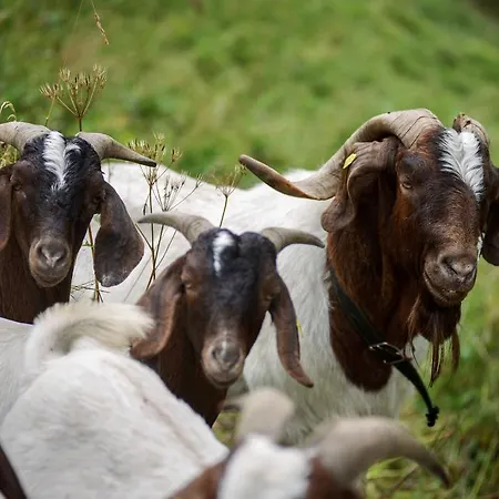 公寓 瓦尔斯格罗斯胡斯酒店 瓦尔斯